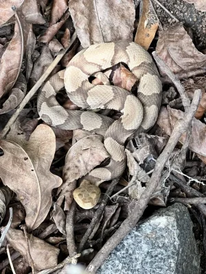 Copperhead.webp