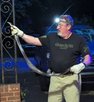 Black snake May 2025.webp