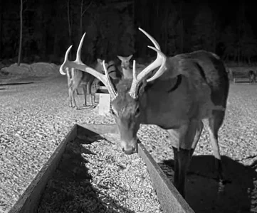 Maine Buck Getting Some Oats_Crop_AutLvl.Shp60.webp