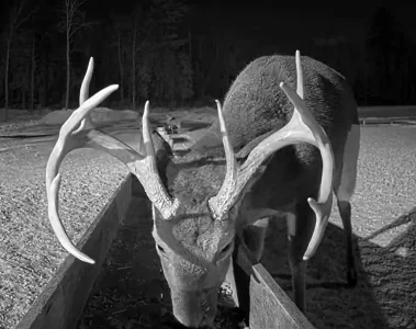 01.04.25_Maine Buck_Crop_PS.AutLvL.Shp60.webp