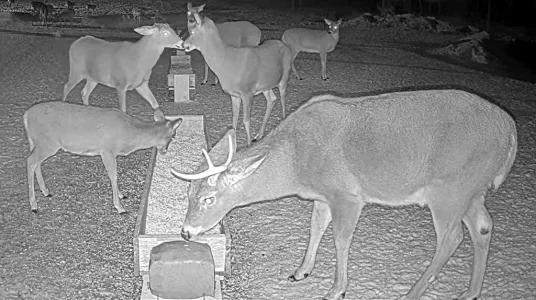 01.13.26 Huge Body Buck_AutLvLHigh_BkLt.Shp60.webp