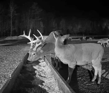 01.15.26_A_ Maine Deer Pantry_Eating Oats_Crop_AutLvL.BkLt.Shp60.webp