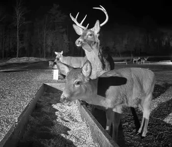 01.15.26_B_Maine Deer Pantry_On Alert_Crop_AutLvL.BkLt.Shp60.webp