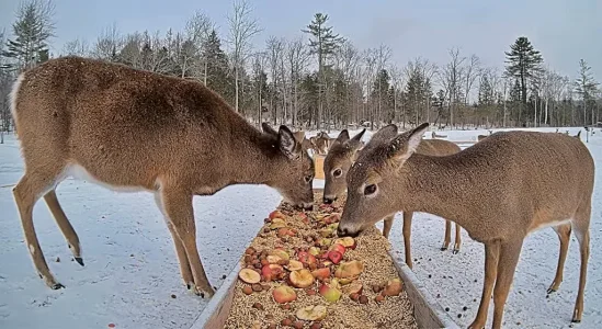 01.16.26 Lucky Deer_Maine Deer Pantry-Crop_BkLt.Shp40.WB.webp