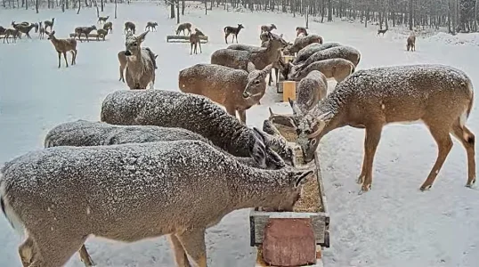 01.17.26 Snowing Maine Deer Pantry_Crop_WB.BkLt.Shp40_RS69.webp