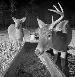 01.18.26 Maine Deer Pantry_Crop_AutLvL.BkLt.Shp40_RS63.webp