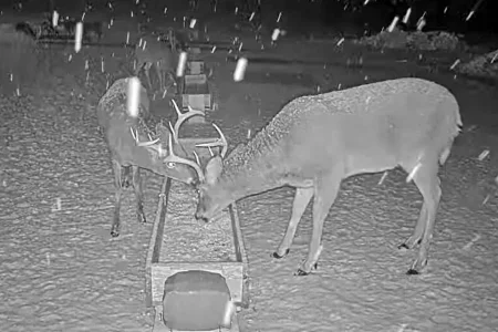 01.19.26 Maine Deer Pantry 1_Crop_AutLvL.BkLt.Shp40.webp