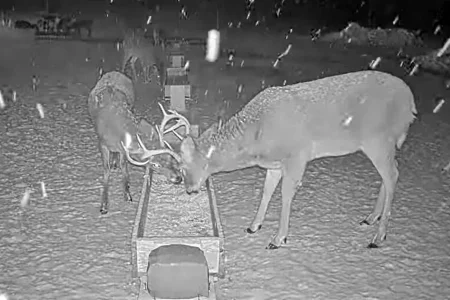 01.19.26 Maine Deer Pantry 2_Crop_AutLvL.BkLt.Shp40.webp