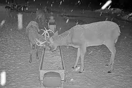 01.19.26 Maine Deer Pantry 3_Crop_AutLvL.BkLt.Shp40.webp