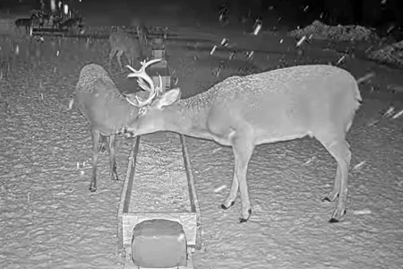 01.19.26 Maine Deer Pantry 5_Crop_AutLvL.BkLt.Shp40.webp