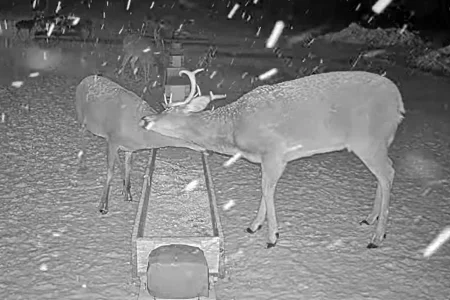 01.19.26 Maine Deer Pantry 6_Crop_AutLvL.BkLt.Shp40.webp