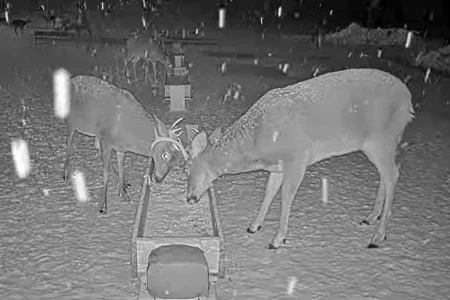 01.19.26 Maine Deer Pantry 7_Crop_AutLvL.BkLt.Shp40.webp