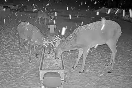 01.19.26 Maine Deer Pantry 8_Crop_AutLvL.BkLt.Shp40.webp
