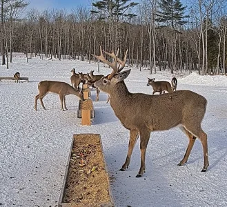 01.21.26 A_Maine Deer Pantry_BkLt.Shp40_Crop.webp