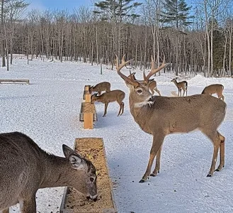 01.21.26 B_Maine Deer Pantry_BkLt.Shp40_Crop.webp