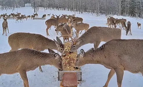 01.22.26  A_Maine Deer Pantry_Crop.BkLt.Shp40.webp