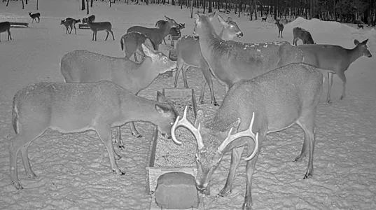 01.22.26 PM Maine Deer Pantry_Crop.AutLvL.BkLt.Shp40_RS71.webp