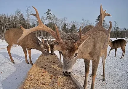 01.25.26 Maine Deer Pantry_Crop_WB.BkLt.Shp40_RS56.webp