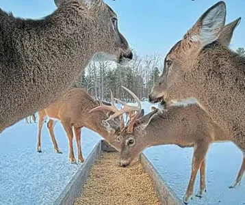 01.27.26 Maine Deer Pantry_Crop.AutLvL.BkLt.Shp60_RS59.webp
