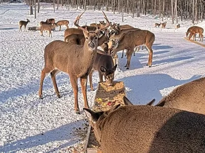01.29.26 A_Maine Deer Pantry_WB.BkLt.Shp20.webp