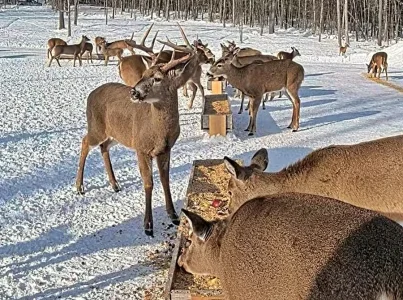 01.29.26 B_Maine Deer Pantry_WB.BkLt.Shp20.webp
