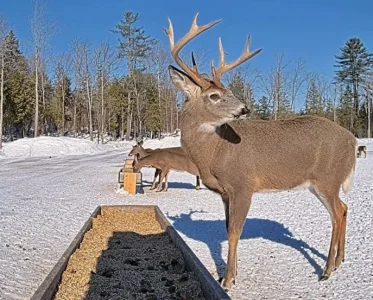 01.31.26_A_Maine Deer Pantry Big Rack @ Oats_Crop.BkLt.Shp20.RS74.webp