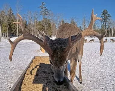 01.31.26_B_Maine Deer Pantry Big Rack @ Oats_Crop.BkLt.Shp20.RS67.webp