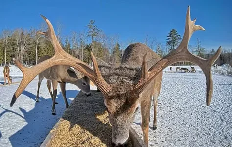 02.02.26 Main Deer Pantry - Still Has Both Sides_Crop.BkLt.Shp20.RS54.webp