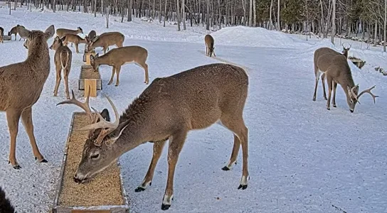 02.05.26 A_3 Bucks Still Have Antlers_Crop.BkLt.Shp40.webp