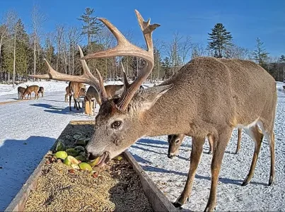 02.08.26 Getting An Apple_Crop.BkLt.Shp40.ConELo.RS60.webp