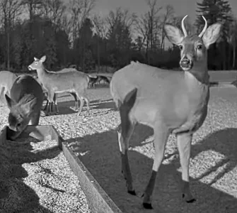 02.12.26 Still Has Both Sides Of His Big Rack_Crop.AutLvL.BkLt.Shp40.RS84.webp